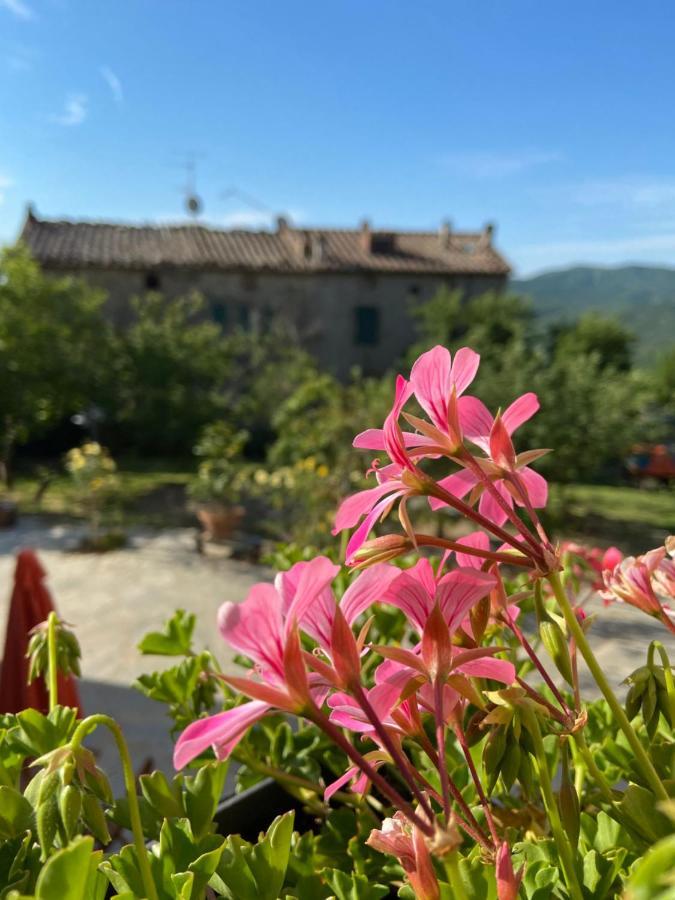 Agriturismo La Via Dell'Oliviera Ciciano Ngoại thất bức ảnh